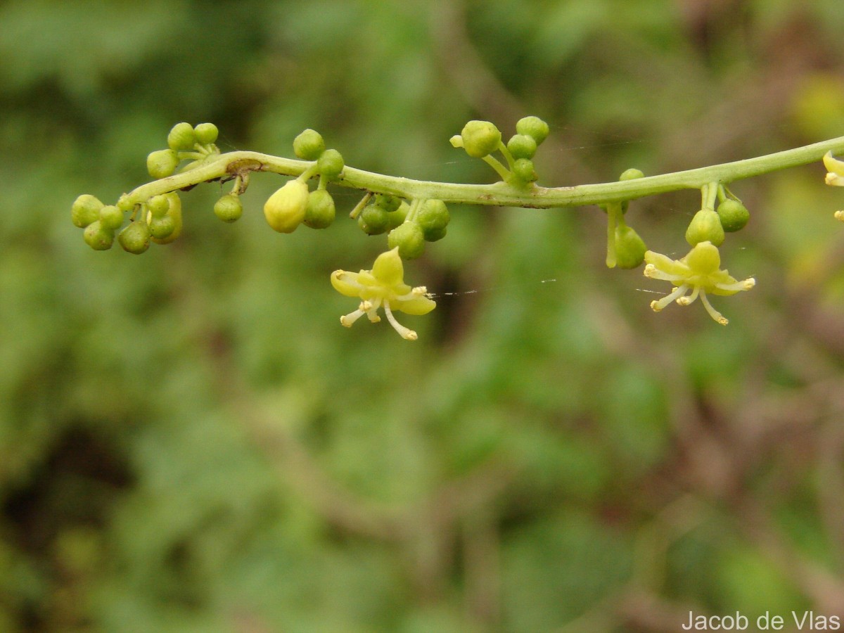 Tinospora cordifolia (Willd.) Hook.f. & Thomson